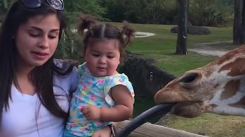 A Baby Girl Got Scared By A Giraffe