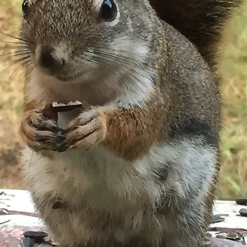 Woman feeds and talks with friendly wild squirrel