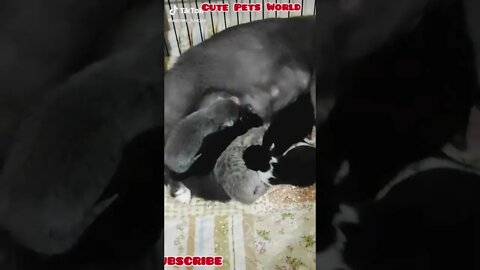 Cute Kittens with their Mother #tiktok #funny #shorts #cat #allanimalsvideos