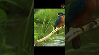 The Kingfisher Facts #shorts #interestingfacts #animals