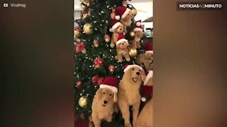 Árvore de Natal decorada com cães esconde um segredo