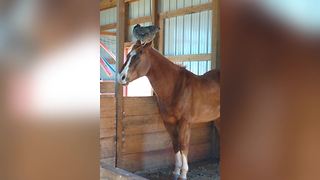 A Chicken Sits On A Horse's Head In A Barn