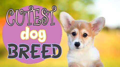 Cutest breeds you should own
