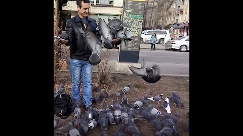 A crowd of pigeons loves to eat