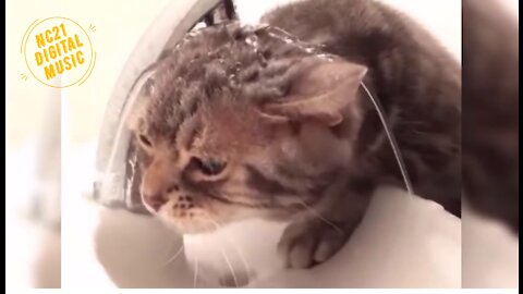 Funny Videos of Dogs, Cats, Animals, Cat Drinking Water on Tap