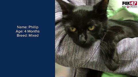 FOX Finders Pet Finder - Meet Phillip