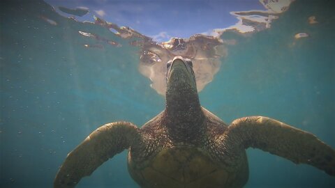 Thomas Filming Sea Turtles in Waikiki on the island of Oahu in Hawaii.