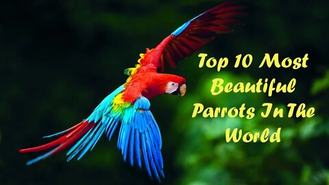 Top 10 Most Beautiful Parrots In The World | Biki's Aviary | #parrots