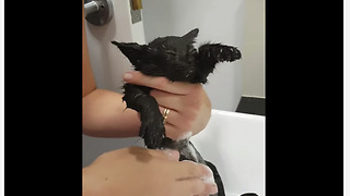 Rescued Kitten Surprisingly Loves Her First Bath