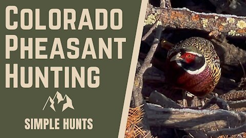Pheasant Hunting in Colorado, February 22, 2021