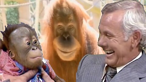 Creepy Smiling Orangutan Plotting his REVENGE