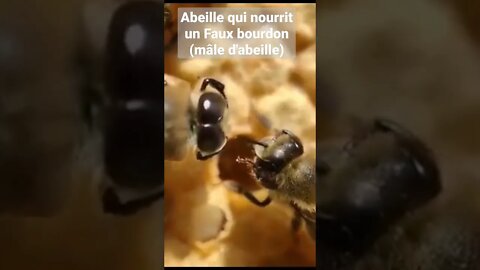 🧐😧abeille qui nourrit faux bourdon @L'univers d'apiculture, The world of beekeeping
