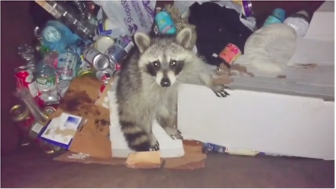 Silly Raccoon Repeatedly Gets Stuck In The Trash Bin!