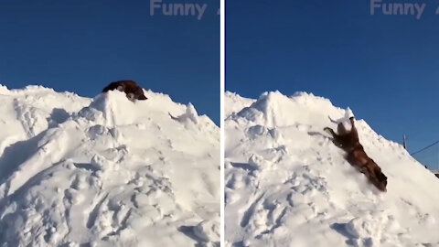 Cute dog slid down the snow slope