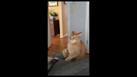 Funniest Cats and Dogs video vol-6