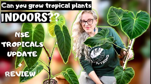 Can You Grow Tropical Plants Indoors | NSE Tropicals review