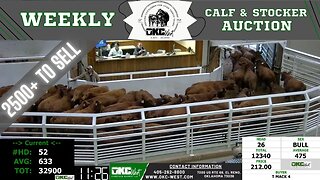 2/14/2023 - OKC West Calf and Stocker Auction