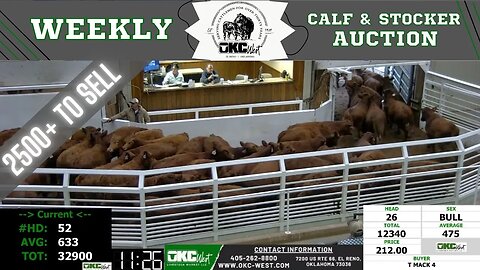 2/14/2023 - OKC West Calf and Stocker Auction