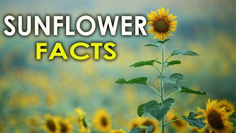 AMEZING SUNFLOWER FACTS TO MAKE YOUR DAY MORE CHEERFUL -HD| PERENNIAL SUN FLOWERS | DWARF SUNFLOWERS