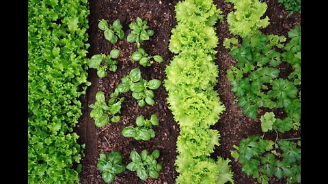 Gardening for Beginners, Lettuce #ContainerGardening #Lettuce