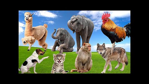 Cute Animal Sounds: Baboon, Elephant, Wolf, Rooster, Alpaca, Cat, Dog,... | Lovely Animal Moments