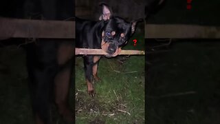 99.9% Cutest Rottweiler (must watch!) [4K] #shorts #short #viral #rottweiler #dog