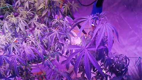 Another Look in The Tent With Another Camera witch is Better 🤷 Strains Breed by Me Newly created.