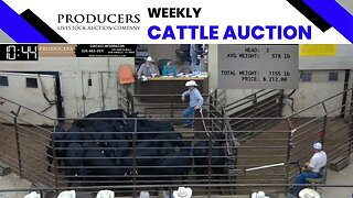 6/8/2023 - Producers Livestock Auction Company Cattle Auction