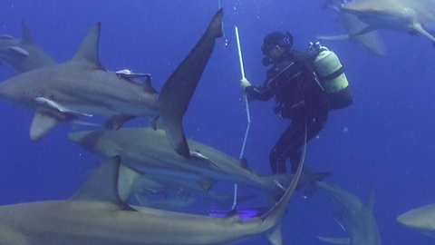 Scuba Diver Finds Himself Completely Surrounded By Sharks