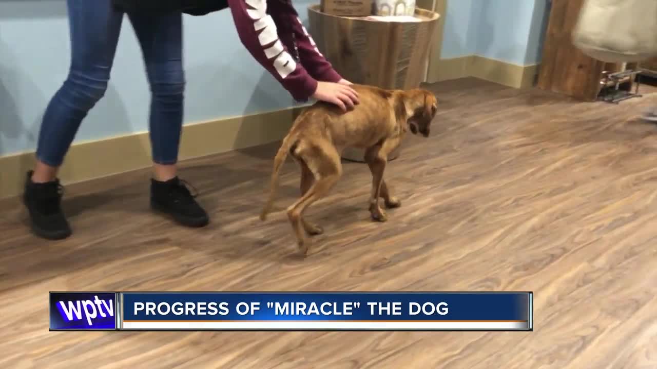 'Miracle Dog' rescued from beneath rubble in the Bahamas learning to walk again