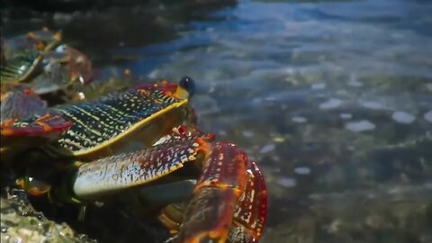 Life of wild and Ocean. Wild documentary