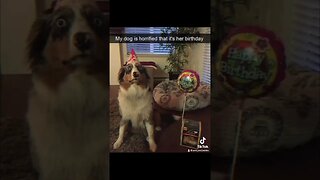 Hilarious! Happy Birthday! #dog #cute #shorts #short #shortvideo #shortsfeed #love #pets #meme