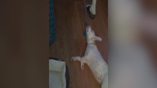 Precious Dog Loves Sliding On The Floor