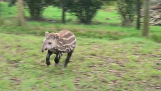 Extremely playful baby tapir loves chasing the birds
