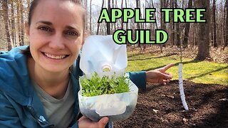 Planting an Apple Tree Guild | Permaculture for Beginners