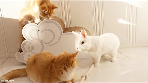 Why don't you play with me- Kittens and a white rabbit.