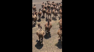 Camels