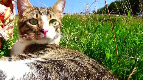 Kitten Sits in My Arms on the Meadow