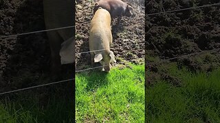 Pig Grazing Lush Green Grass Uncle Tim's Farm #kärnəvór #carnivore #pigtalk #shorts