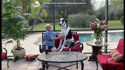 Great Dane Lap Dog Loves His Ride My Bike Leg Scratches