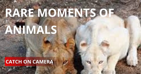 Rare Moments of Animals 😱!!!