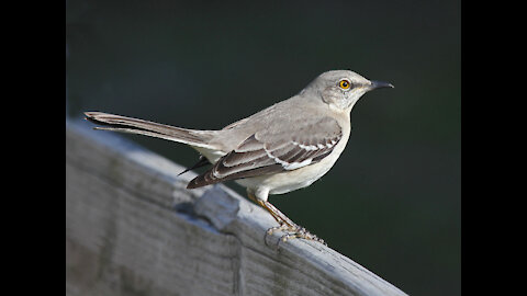 Northern Mockingbird - House Finch