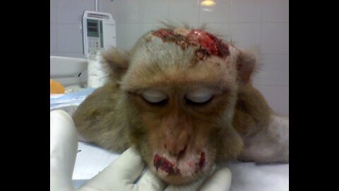 Animal cruelty.... New Undercover Releases Footage of Animal Experiments