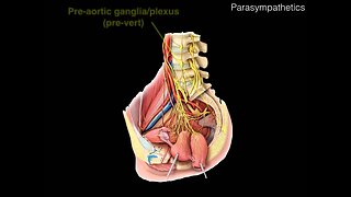 Parasympathetics GI