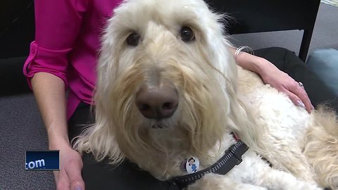 Therapy dog for classes