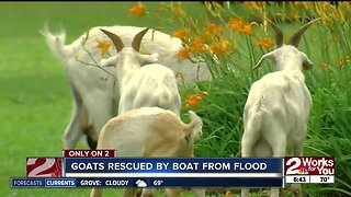 Goats take refuge from flood waters in Louisiana woman's yard