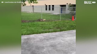 Crocodile attempts to climb school fence in Florida