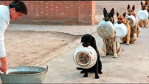 10 Best Trained & Disciplined Dogs in the World!