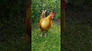 This Rooster is the Number 2 of the Flock #homesteading #chickenlife #chickens