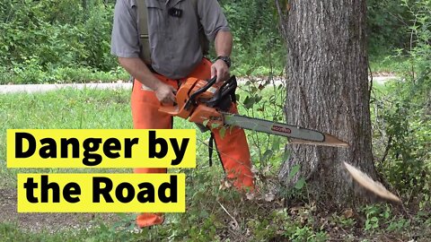 Clearing Land |Felling Trees By the Road | Tractor Stump Grinder